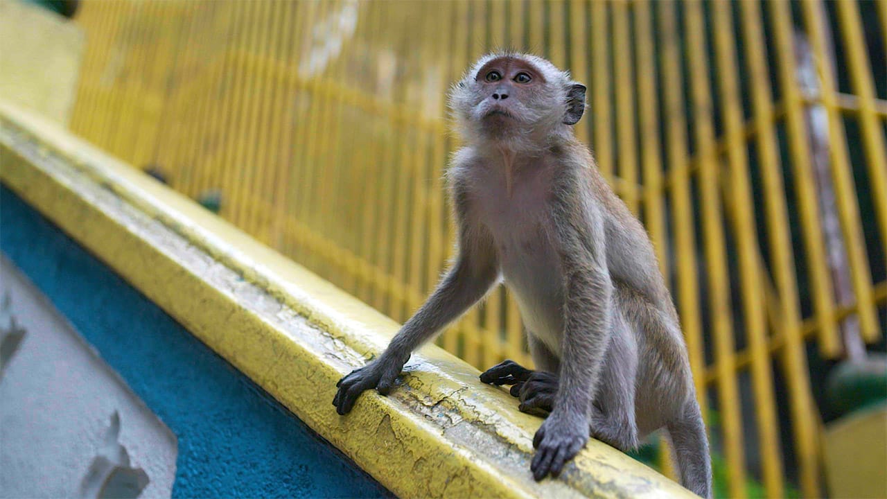 The Batu Caves  Post feature image