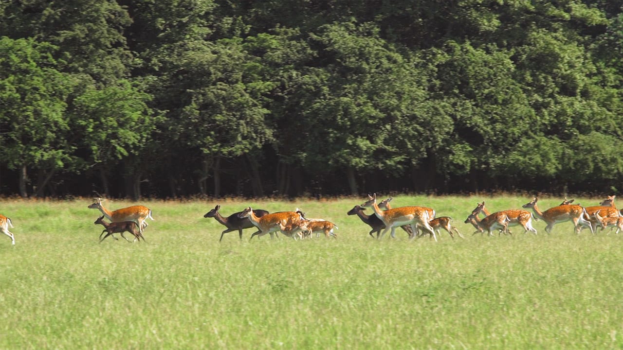 Dyrehaven Deer Park In Denmark  Post feature image