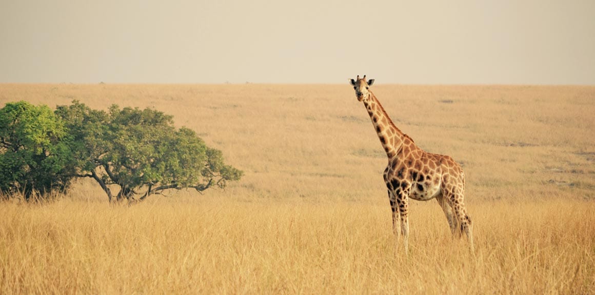 Uganda: The Pearl Of Africa  Post feature image