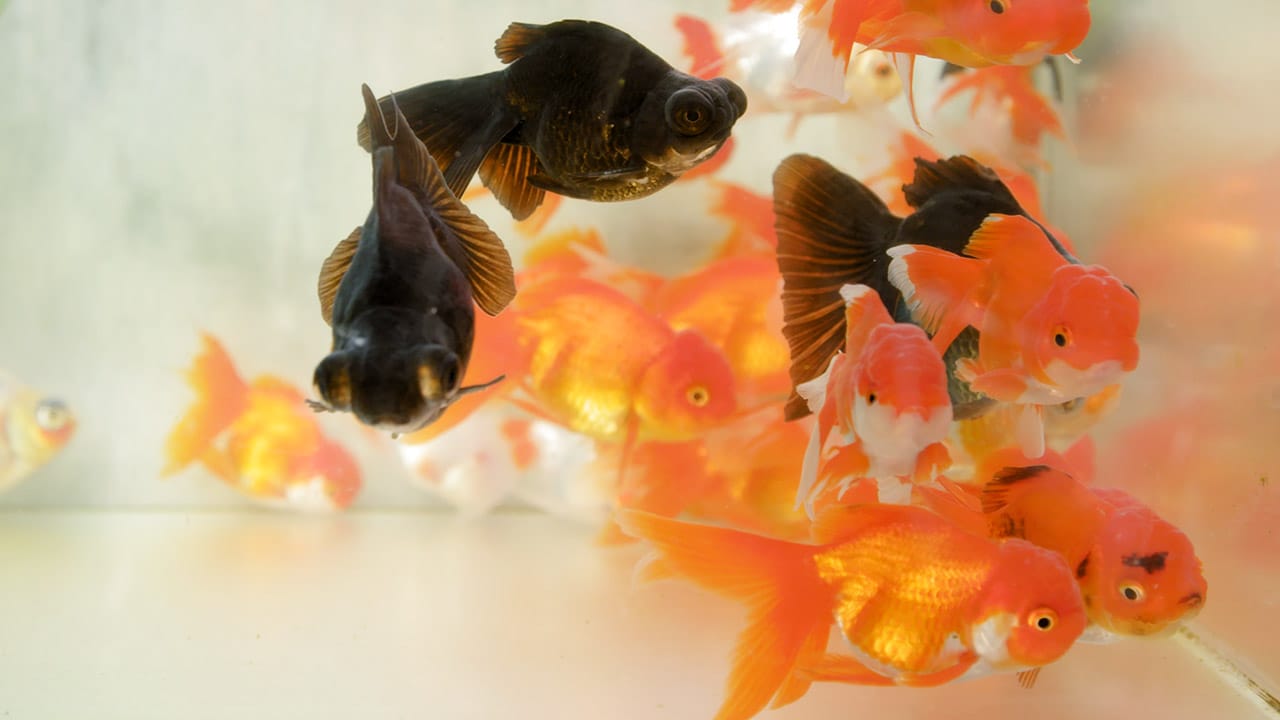 Goldfish Cafe In Tokyo  Post feature image