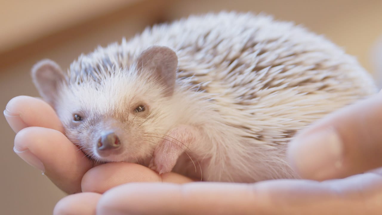Cutest Hedgehog Cafe In Tokyo  Post feature image