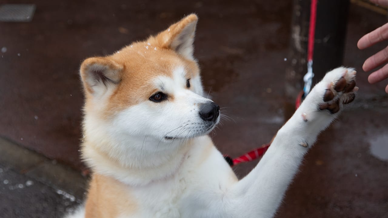 Japan's Best Animal Experiences  Post image