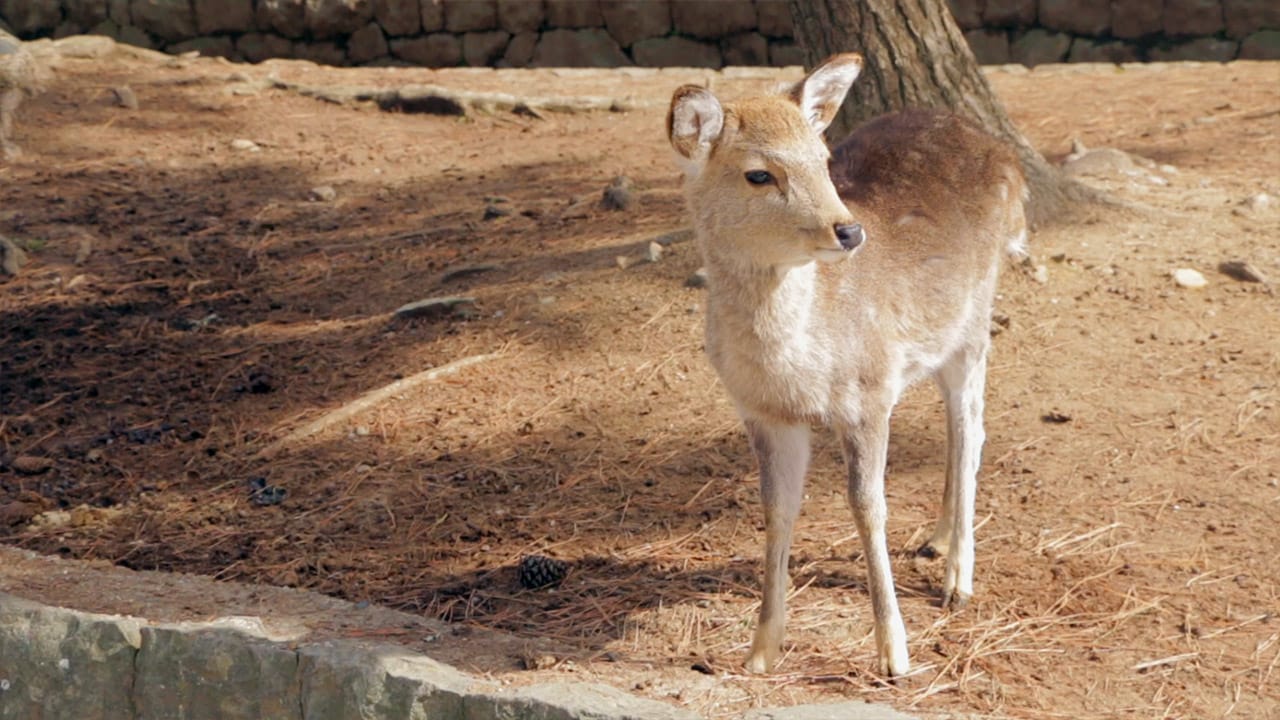 Nara Deer Park In Japan  Post feature image