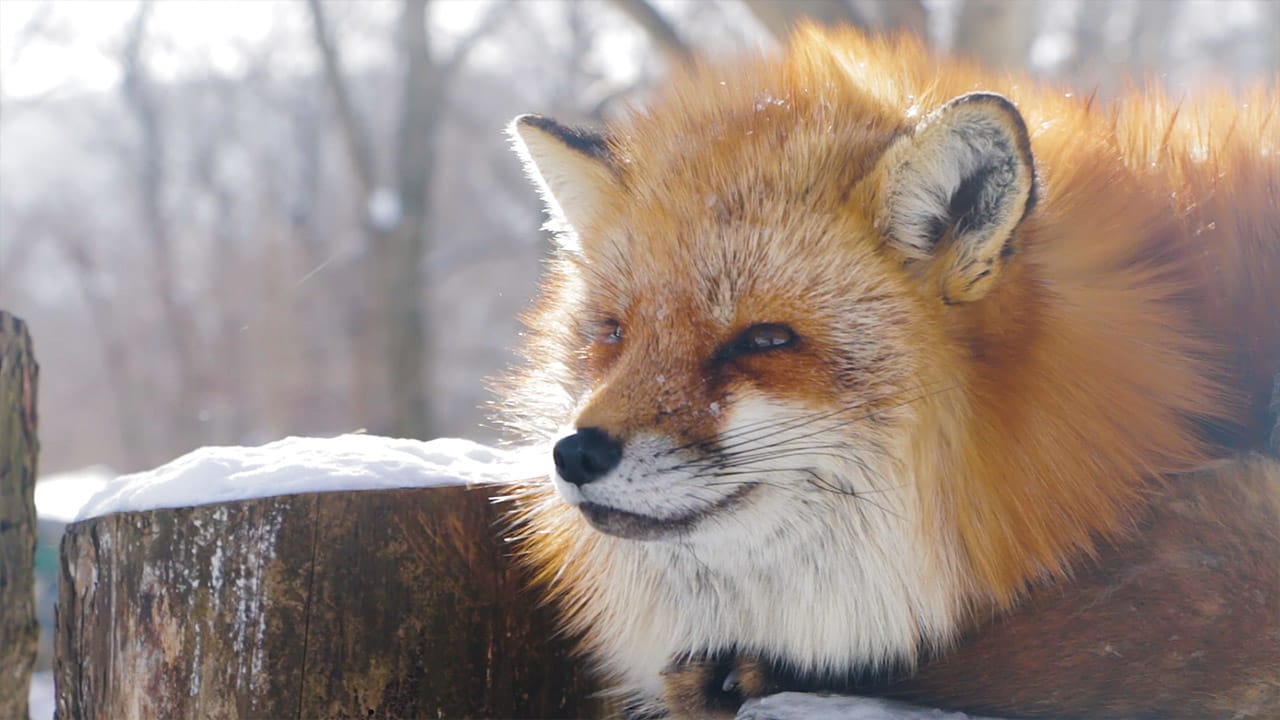 Adorable Fox Village In Japan  Post feature image