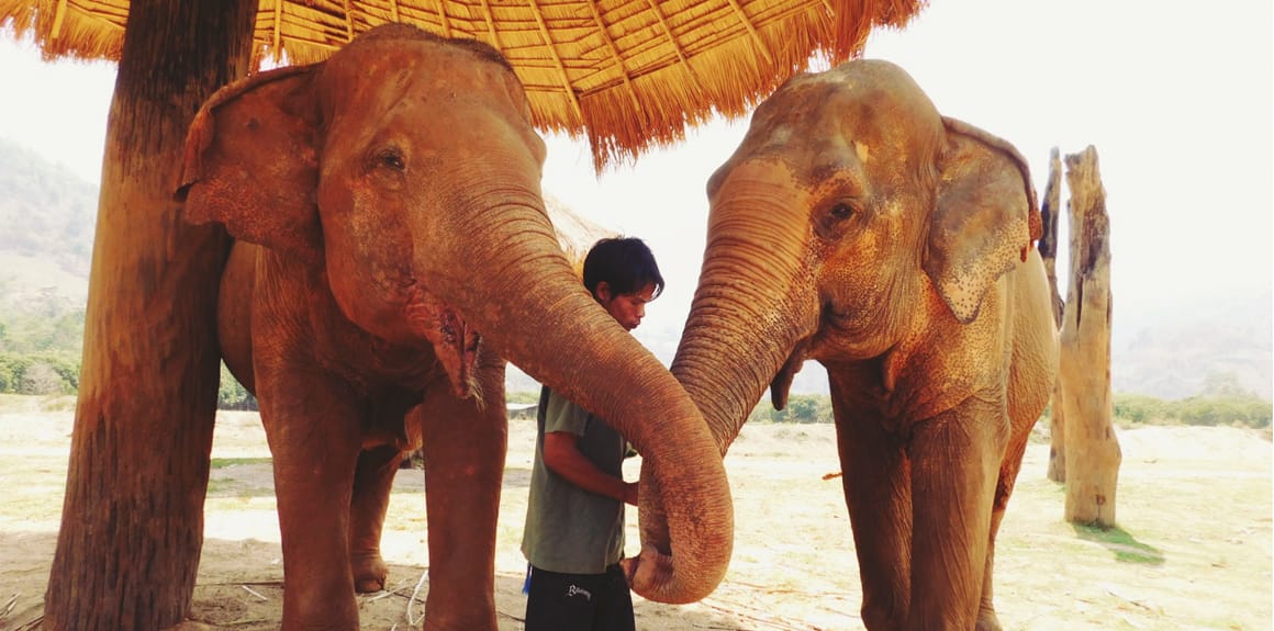 Elephants And Temples In Chiang Mai Post image